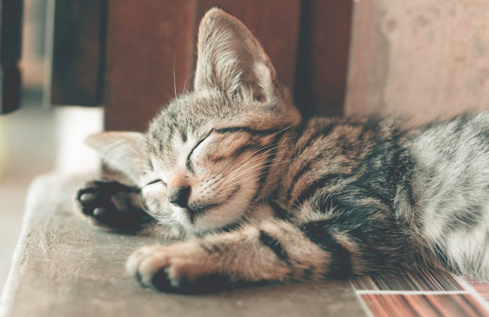 Wat betekent het spreekwoord de kat uit de boom kijken?