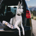Hond veilig vervoeren in de auto? Hier moet je op letten