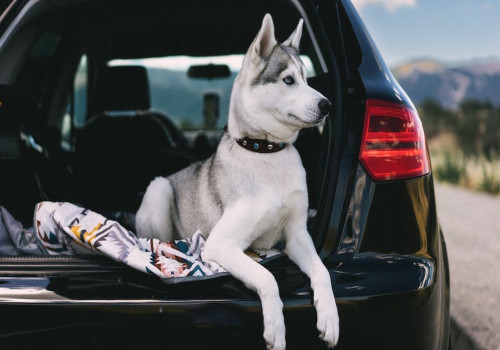 Hond veilig vervoeren in de auto? Hier moet je op letten