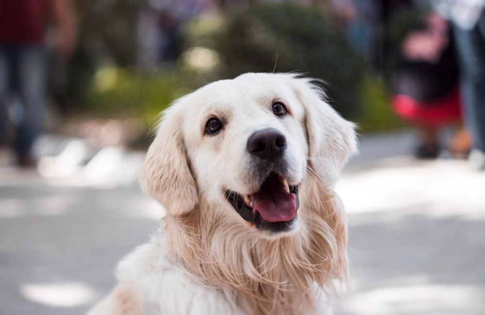 Je hond op vakantie meenemen, praktisch of niet?