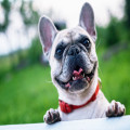 Hoe merk je of jouw hond wormen heeft? En wat er aan te doen?